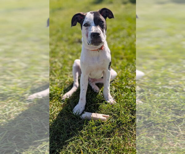 Medium Photo #1 American Pit Bull Terrier-Unknown Mix Puppy For Sale in Germantown, OH, USA
