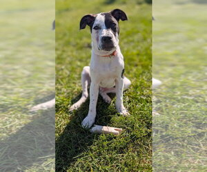 American Pit Bull Terrier-Unknown Mix Dogs for adoption in Germantown, OH, USA