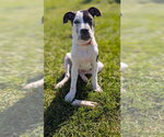Small American Pit Bull Terrier Mix