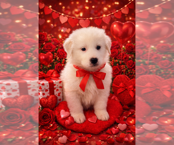 Medium Photo #7 Great Pyrenees Puppy For Sale in HARRISONBURG, VA, USA