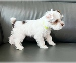 Puppy 1 Yorkshire Terrier