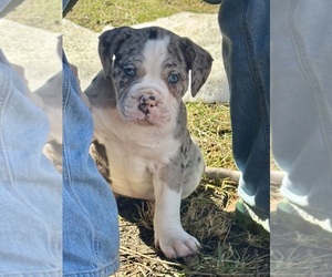 Alapaha Blue Blood Bulldog Puppy for sale in NEWVILLE, PA, USA