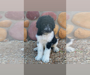 Poodle (Standard) Puppy for Sale in MESA, Arizona USA