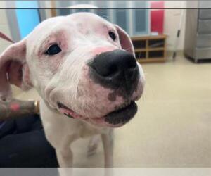 American Staffordshire Terrier-Unknown Mix Dogs for adoption in Grand Prairie, TX, USA