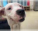 Small American Staffordshire Terrier Mix