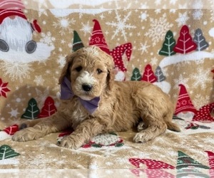 Goldendoodle Puppy for sale in LANCASTER, PA, USA