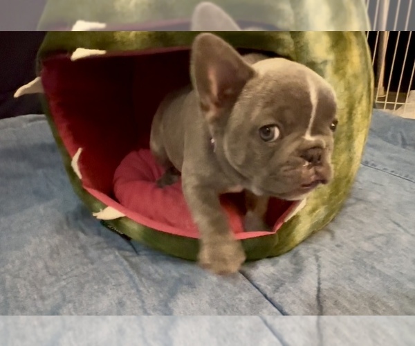 Medium Photo #5 French Bulldog Puppy For Sale in ORANGE, TX, USA