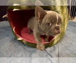 Small #4 French Bulldog