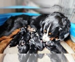 Small #2 Bernedoodle
