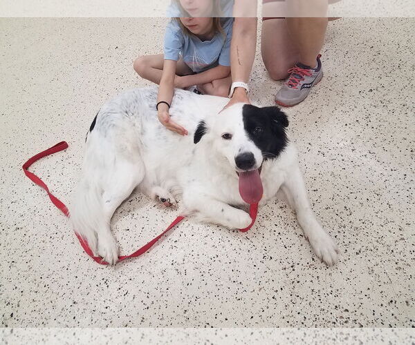 Medium Photo #13 Great Pyrenees-Unknown Mix Puppy For Sale in Houston, TX, USA