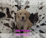 Puppy Pink Female Golden Retriever