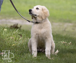 Small Photo #2 Golden Pyrenees Puppy For Sale in ELLENBORO, NC, USA