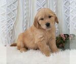 Small #3 Golden Retriever