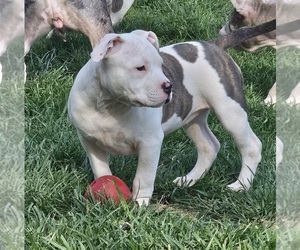 American Bully Puppy for Sale in APPLETON, Wisconsin USA