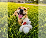 Small #1 Labrador Retriever Mix