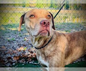 Mutt Dogs for adoption in Orlando, FL, USA