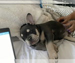 Small Photo #6 French Bulldog Puppy For Sale in NORTH LAS VEGAS, NV, USA