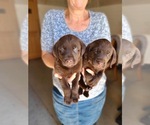 Small Photo #10 Labrador Retriever Puppy For Sale in WAGENER, SC, USA