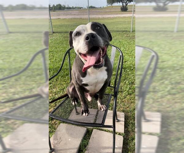 Medium Photo #4 Staffordshire Bull Terrier Puppy For Sale in Rosenberg, TX, USA