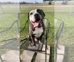Small #3 Staffordshire Bull Terrier
