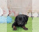 Small #7 Catahoula Leopard Dog