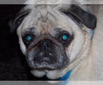 Small #1 Pug
