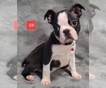 Small Photo #16 Boston Terrier Puppy For Sale in POMEROY, OH, USA