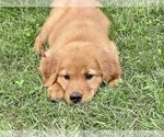 Small Photo #17 Golden Retriever Puppy For Sale in WOODSTOCK, CT, USA