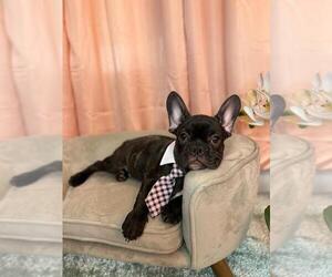 French Bulldog Puppy for sale in BOSTON, MA, USA