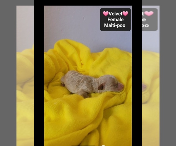 Medium Photo #2 Maltipoo (Toy) Puppy For Sale in TUCSON, AZ, USA