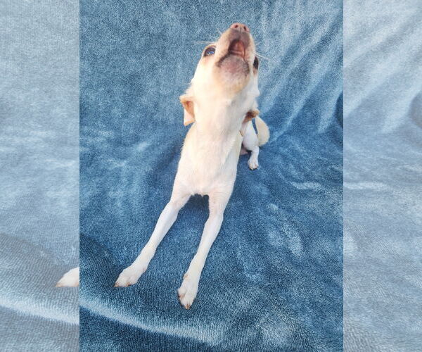 Medium Photo #6 Chihuahua-Unknown Mix Puppy For Sale in San Francisco, CA, USA