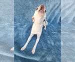 Small #5 Chihuahua Mix
