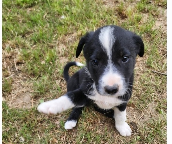 Medium Photo #1 Border Collie Puppy For Sale in TIFTON, GA, USA