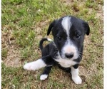 Small Photo #1 Border Collie Puppy For Sale in TIFTON, GA, USA