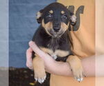 Small #3 Australian Shepherd Mix