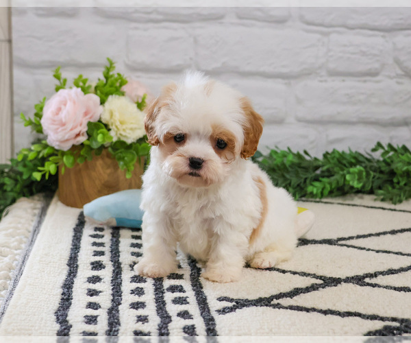 Medium Photo #1 Cavapoo (Miniature) Puppy For Sale in SYRACUSE, IN, USA
