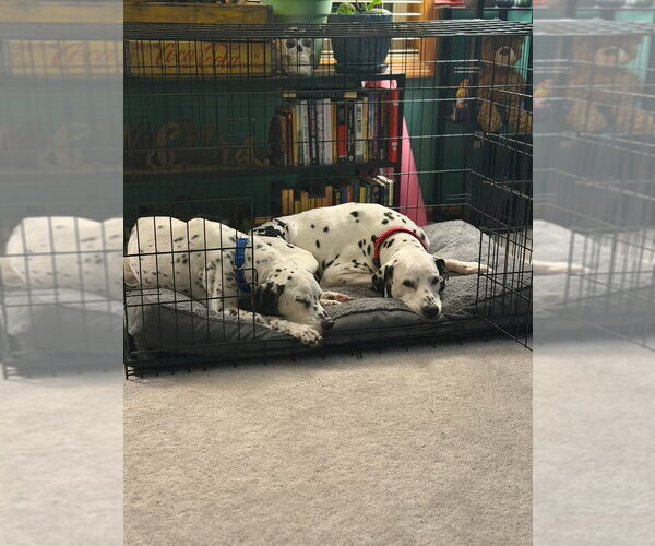 Medium Photo #8 Dalmatian Puppy For Sale in Minneapolis, MN, USA