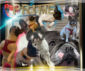 French Bulldog Puppy for sale in ATLANTA, GA, USA