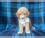 Small #4 Cavapoo
