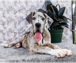 Small #7 Great Dane