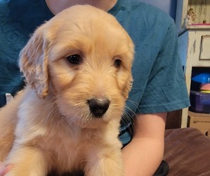 Goldendoodle Puppy for sale in TROY, MO, USA