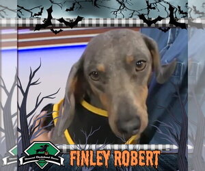Finley Robert+ - Male Dachshund Dog for Adoption - Photo #5