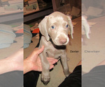 Small Photo #40 Weimaraner Puppy For Sale in LAS ANIMAS, CO, USA