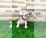 Small Photo #30 French Bulldog Puppy For Sale in BIRMINGHAM, AL, USA