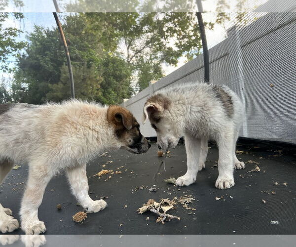 Medium Photo #5 Australian Shepherd-Unknown Mix Puppy For Sale in Sandy, UT, USA