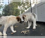 Small #4 Australian Shepherd Mix
