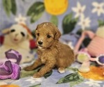 Puppy Reba Poodle (Toy)