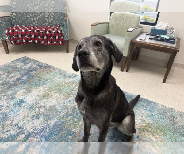 Medium Photo #4 Labrador Retriever-Unknown Mix Puppy For Sale in Sandy, UT, USA