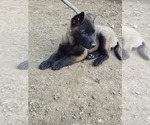 Small #1 Belgian Malinois