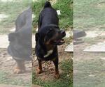 Small #3 Rottweiler